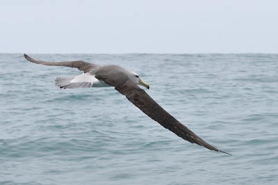 Foto gemaakt op de "Albatros encounter" trip voor de kust van Kaikoura. Voor mij is dit n van de mooiste albatrossoorten.