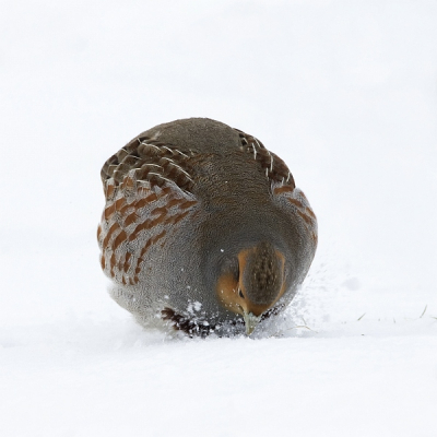 Er moest heel wat sneeuw verplaatst worden om aan voedsel te komen. (foto2).