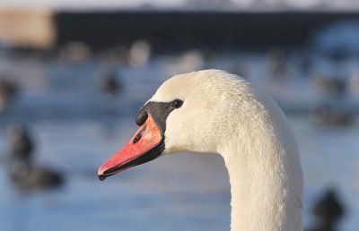 Ik vind het een wel aardig portret van een adulte Knobbelzwaan. Het was een mooie koude dag, met een mooi zonnetje op/bij het wak.