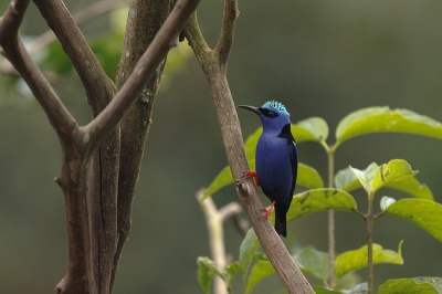 Op deze plek de Honeycreeper die we het meeste zagen.