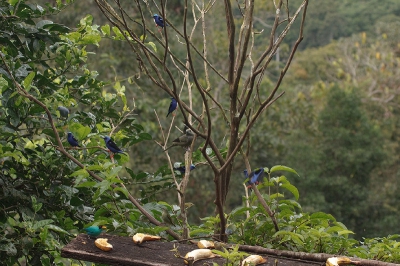 Deze feeder met bananen trok veel Honeycreepers aan, maar ook diverse Tanagers en zelfs enkele Aracari's.