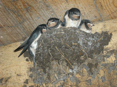 Hier bij de buren in de stal zaten deze jonge zwaluwen  die kennelijk al heel snel aan vliegen toe waren.
