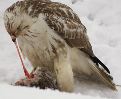 Deze buizerd deed zich te goed aan een haas en liet zich tot op 10m benaderen.
Vanuit auto m.b.v. 1-pootstatief