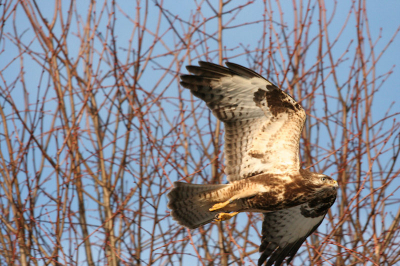 deze buizerd zocht naar voedsel en scheerde voor me langs over het voetpad heen. hij/zij is geringd.