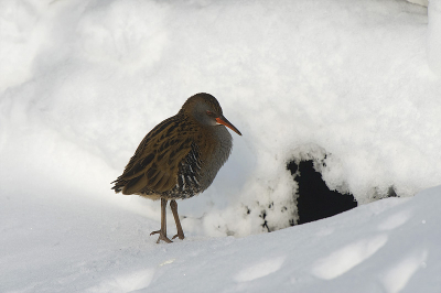 Toen ik gisteren op pad was, de auto als schuilhut gebruikend zag ik deze Waterral op de sneeuw voor dat gat lopen. Bij onraad vluchtte de Ral gelijk het gat in. Dit gat is een verbindingsbuis die twee sloten met elkaar verbind. Na enig geduld kwam ie weer tevoorschijn en vond uiteindelijk dat die rare  snoeshaan in zijn auto geen gevaar voor hem opleverde.....