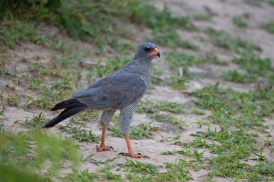 Kort na het vertrek van onze eerste safaririt stuitten we op deze zanghavik. We kennen hem al van eerdere safaris, hetgeen een feest van herkenning gaf.