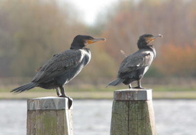 Voor het testen van mijn nieuwe lens zocht ik een geschik onderwerk. Deze twee aalscholvers zaten heerlijk van het najaars zonnetje te genieten dus voor mij tijd genoeg om mijn lens te testen