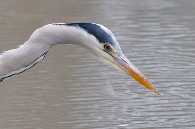 Geconcentreerde blik van een Blauwe Reiger aan oeverkant.