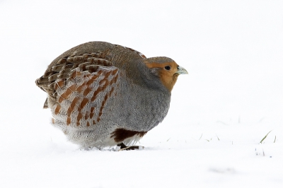 Foto 3 uit de Patrijzenserie. Om zich te beschermen tegen de ijzige oosten wind zetten ook deze vogels hun veren op en houden zo de kou buiten. Ze krijgen zo deze bijzondere ronde vorm.