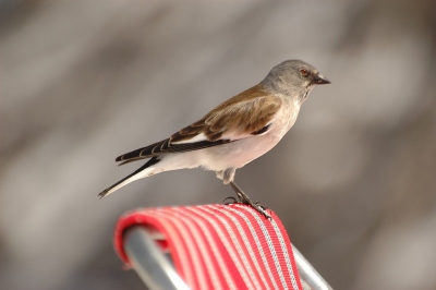 Op 2452 meter hoogte kreeg ik deze vogel voor de lens.