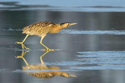 "Walking on water" dacht deze roerdomp bij het oversteken.