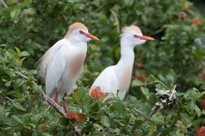 Gedurende een bootsafari op de Rufiji rivier gingen we ook naar een reigerbroedkolonie. Deze Koereigers in broedkleed pasten mooi bij de struik waarin ze zitten.