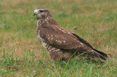 Ook deze kwam ik nog tegen in mijn nog te bewerken foto's.
De bekende Buizerd van het Julianapad in de OVP. een geweldige middag gehad met deze wel erg goed meewerkende vogel.