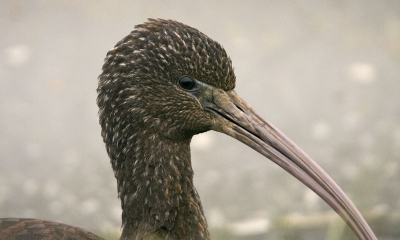 Derde bewerking van de zwarte ibis. Deze keer met witbalans 'bewolkt'. Naar mijn idee is deze meer natuurlijk.