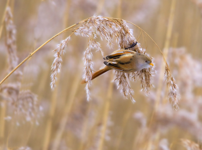 Het blijft toch een prachtig gezicht om deze kleurrijke vogeltjes in de graspluimen bezig te zien. Gr. Arthur