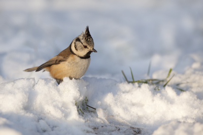 De laatste foto die ik upload van mijn geslaagde fotosessie die ik rond de jaarwisseling gemaakt heb. Hier struint een Kuifmees door de sneeuw opzoek naar iets lekkers. 
Leuk om de hirarchie tussen de Mezen te zien trouwens, het verbaasde me dat de Pimpelmezen duidelijk dominant zijn over de Koolmezen. De Kuifmees was daarentegen over niets dominant...

Bedankt voor alle positieve reacties op mijn andere 2 uploads uit deze serie! 

Mvg, Michiel