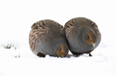 Patrijzen zijn in de groep hele sociale vogels. Op deze foto leunen ze zelfs tegen elkaar. (foto 4)