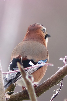 Deze nogal schuwe vogel jammer genoeg alleen van achteren kunnen fotograferen ,,volgende  keer beter.