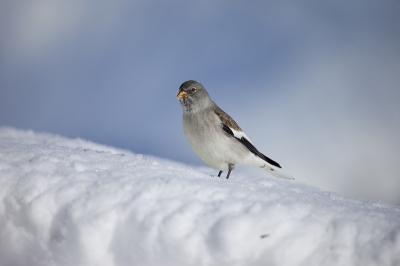 Een 20-tal sneeuwvinken dichtbij een skilift.
Een vrij zonnige dag waarbij ik blij verrast was om deze vogels een keer te zien op 2259 meter hoogte.