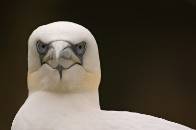 Dit is een van mijn favoriete foto's van vorig jaar.
In Artis genomen. Weet dus niet of deze hier geplaatst mag worden. Maar toch..de compositie en de vogel die je recht aan kijkt doet het bij mij.