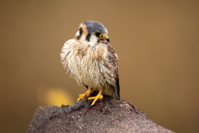 Dit mini roofvogeltje lijkt op een mus met scherpe klauwen en snavel!