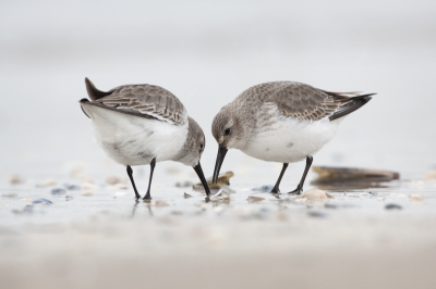 2 Bonte Strandlopertjes aan het kissebissen. Net als de 3teen een makkelijke soort om voor de lens te krijgen, probleem is vaak dat ze t dichtbij komen voor de 500mm... :)

Het weer was deze dag niet echt goed, dit is 1 v/d weinige foto's die scherp was. En dat is toch wel verbazend met de vreemde instellingen die ik op mijn camera had: f/10 en een sluitertijd van 1/100! Denk dat ik het wiel de verkeerde kant op gedraaid heb (Av omhoog ipv omlaag...)

Mvg,
Michiel