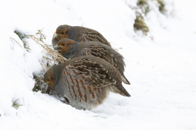 Tegen de slootkant was het sneeuwpakket nog niet zo dik. Hier konden de Patrijzen nog wat eetbaars vinden.
(Foto 5).