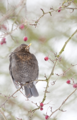 Mijn mooiste vrouw merel van de afgelopen tijd. Wt een prachtige ondergewaarde vogel... (of niet Peter Wijn?)