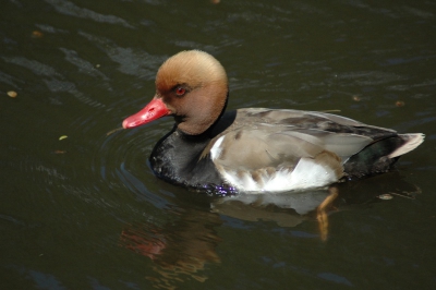 Ik probeerde al weken een beetje in de buurt van deze eend te komen. Hij zwemd tussen de wilde eenden maar is erg schuw en vliegd meestal op als je een beetje naderd.
Vandaag bleef hij eens enig sinds rustig zwemmen en kwam later zelfs wat dichterbij. 

Foto op 300 mm, Iso 500(oeps vergeten terug te zetten.) Sluiter 1/2000. F5.6.