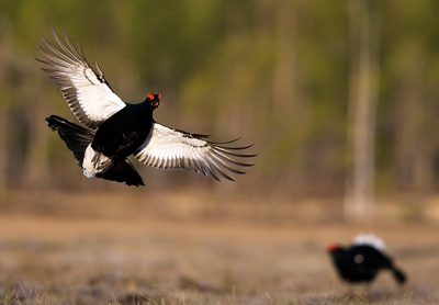 Black Grouse at the leksite.

www.taigavision.com