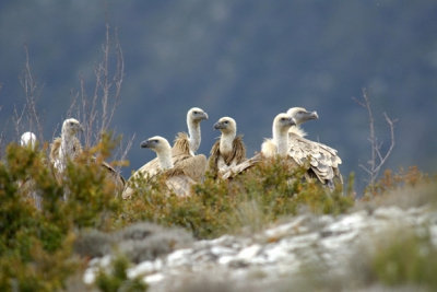 Gefotografeerd in opdracht van Wildlifemagazine in Frankrijk.
De vrij levende populatie gieren is een belangrijke trekpleister in het ecotoerisme.