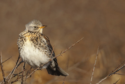 een kramsvogel is een wintergast die van de Scandinaviese landen komt ze zijn vaak in gezelschap met koperwieken en  zanglijsters!