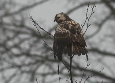 Toen ik vanmorgen van Slagharen naar Dedemsvaart reed zat er in de middenberm in de kruin van een boom een roofvogel gauw gestopt en mijn camera gepakt heb een foto gemaakt en toen was hij weg mijn eerste foto van een buizerd van nabij.