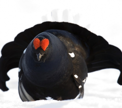 Black Grouse portrait. Photo taken in Skellefte, northern Sweden.

www.taigavision.com