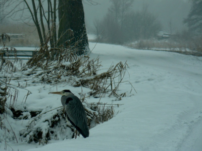 Voor de eerste keer naar de weerribben geweest,wat een geweldig mooi gebied!Bij vlagen dikke mist en spekglad.Deze reiger was ook niet van plan om weg te vliegen,vandaar deze foto.