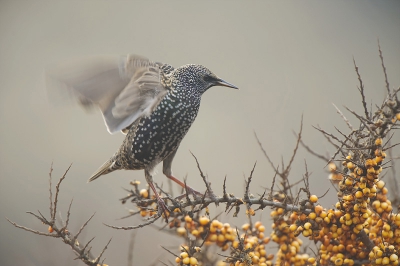 Dat Spreeuwen ook gek op duindoornbessen zijn wist ik eigenlijk niet, maar net als de Kramsvogels en Koperwieken in dit gebied aten ze er goed van.