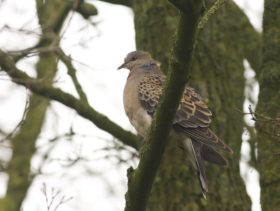 dit is natuurlijk de oosterse tortel, maar deze kan nog niet ingevoerd worden. kan dit aangepast??