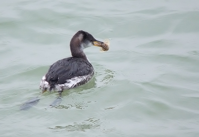 Zo zat er bij het noorderhavenhoofd een roodhalsfuut zijn best te doen. Hij kwam lekker dichtbij, maar dan kon je hem vanwege de basaltblokken die in het zicht staan, toch weer niet er op krijgen. Hier had ie wat lekkers opgedoken, waar hij eerst mee heeft zitten spelen, en later is de prooi in n keer naar binnen gewerkt. Nooit eerder gezien, een roodhalsfuut!