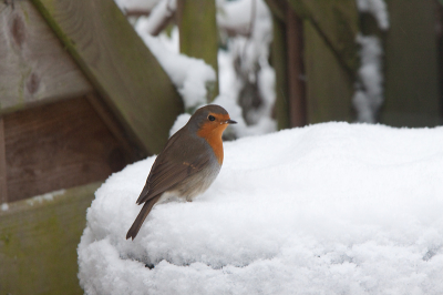 Gisteren lag er geen vlok sneeuw meer en nu ligt er dit op de kliko en het sneeuw nog steeds. Deze roodborst zakte in ieder geval tot zijn liezen in de sneeuw weg. Foto van de tuin door het glas heen genomen.