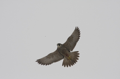 Ik lag in het weiland foto's te maken van een Grote Zilverreiger toen ineens een kabaal los barste, pal boven mijn hoofd! tussen wat Kraaien en deze Slechtvalk. Zo snel als kon heb ik er een tiental shots van gemaakt. Echt optimale foto's zijn het niet maar, vind het toch wel erg mooi..
