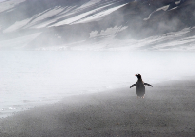 Deception Island is een vulkanisch eiland, met op deze plek (pendulum cove) vulkanische activiteit. De grond is warm, vandaar de mist. Toen we aankwamen stond deze pinguin, helemaal alleen, prachtig te poseren. Hierdoor is het een heel apart plaatje geworden, vind ik. Op de achtergrond zie je het zwart van het as van de laatste uitbarsting (1970) en het wit van de ijslagen die erop en eronder liggen. De hele wereld is daar nogal zwart wit! Heel bijzonder.