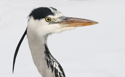 De reigers hebben het moeilijk... deze reiger zat ook bij een bevroren sloot te wachten op... ja wat eigenlijk?