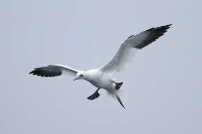Tijdens deze pelagische tocht hingen er weer veel Genten achter de boot. Hoewel er geen zon was toch weer een paar leuke foto's gemaakt. Het zijn toch wel fotogenieke beesten met de rare houdingen die ze aannemen.