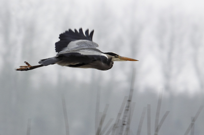 Vanmorgen even een eindje rondgefietst langs het apeldoornskanaal, waar deze blauwe reiger over kwam vliegen. Foto iets gecropt en verscherpt.