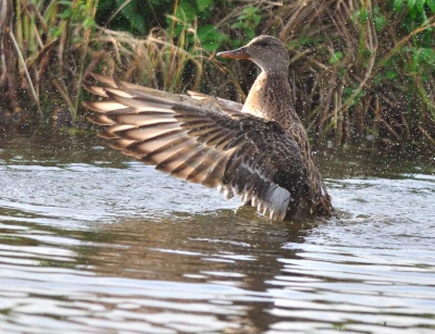 Deze krakeendvrouw genoot van deze fraaie najaarsdag, heerlijk ochtendzonnetje, lekker badderen. Tussen het riet door kon ik ongestoord wat foto's schieten.