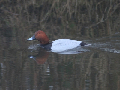Nadat ik hem eerder op de dag al slapend had waargenomen, kwam-ie op de terugweg net aanvliegen toen ik iets verderop een groepje kuifeenden wilde fotograferen.