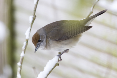 Sinds een paar dagen hebben we dit Zwartkopvrouwtje in de tuin. Een bijzondere gast zo midden in de winter, want de Zwartkop behoort tot de zeer schaarse wintergasten. Hij/zij zal dan ook zelden in de sneeuw op de foto staan. Het is toch al lastig om dit vogeltje te fotograferen want ze zitten zelden stil en daarbij verblijven ze meestal tussen het dichte struikgewas. En geluk dat er in dit jaargetijde geen bladeren aan de struiken zitten. Ik ben heel wat uurtjes bezig geweest om een goede foto te verkrijgen, maar helemaal vrij zit hij zelden.