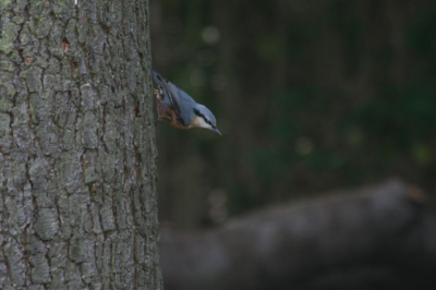 Deze kwam net om de hoek kijken. Ik vind het een spannende foto, de boomklever weet niet wat hem te wachten staat.