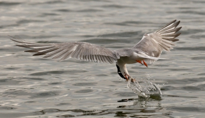 Ik woon aan de Sloene plas te Reeuwijk en dagelijks zag ik de visdiefjes duiken naar visjes. Maar om ze op dat juiste moment te kunnen fotograferen heeft heel veel tijd en vele honderden foto's gekost