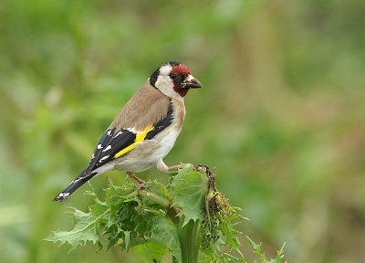 Deze putter was zeer behulpzaam en kwam vlak bij op een distel zitten.